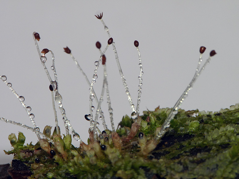 Lophocolea sp.